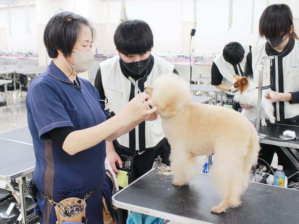 お客様犬のトリミング実習♪